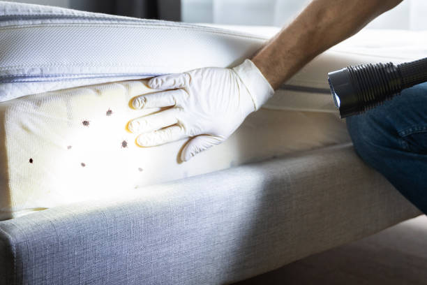 Best Local Pest Control Services  in South Floral Park, NY