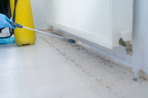 Best Mosquito Control Services  in South Floral Park, NY